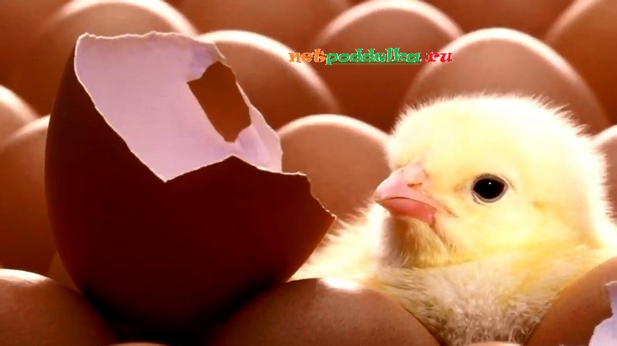 Если с яйца вылез цыпленок, то оно непригодно для яичницы