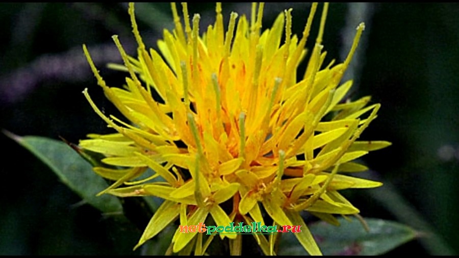 Цветки сафлоры