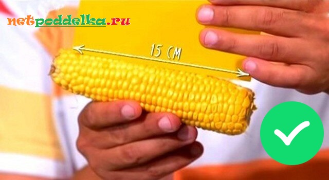 Длина пищевого кочана до 15 см