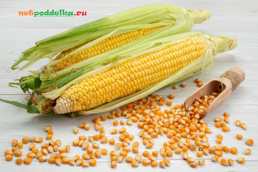 Кормовые сорта кукурузы имеют длину до 25 см