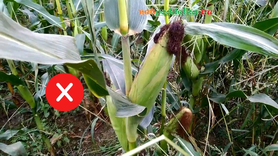 Пример початка кормовой кукурузы