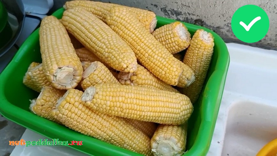  Внешний вид кукурузы, необрабатываемой химикатами