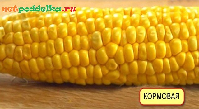 Зерна кормовой кукурузы