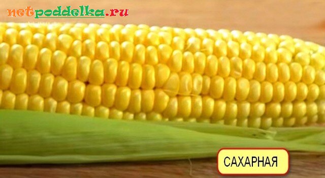 Зерна пищевой кукурузы
